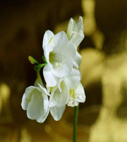 东莞十二生肖看看你的幸运数字是什么吧！