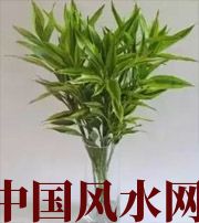 东莞十二生肖养什么植物最旺财运？你知道吗！