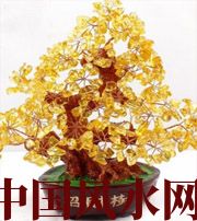 东莞买了招财植物却不能发财，是方位摆错了！